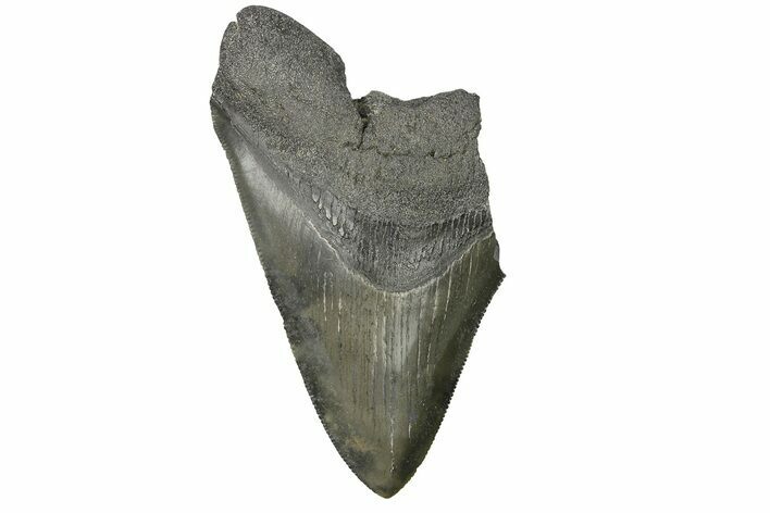 Bargain, Fossil Megalodon Tooth - Serrated Blade #169324